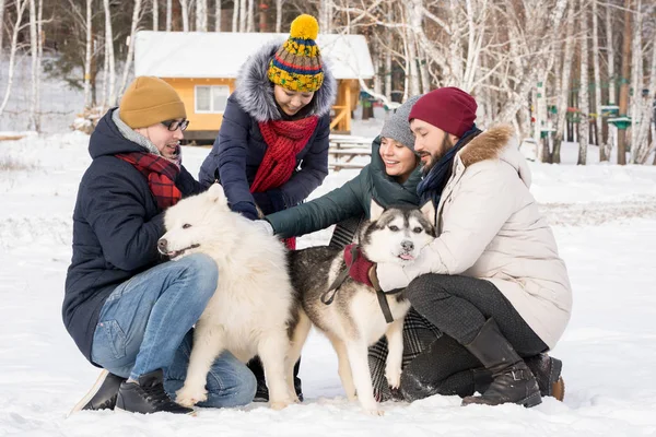 四个年轻人在户外冬季度假玩的四只漂亮的狗的全长肖像 复制空间 — 图库照片