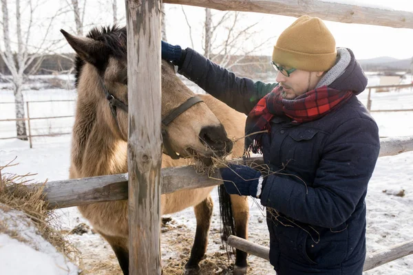 Portrait Latéral Jeune Homme Moderne Nourrissant Cheval Debout Près Une — Photo