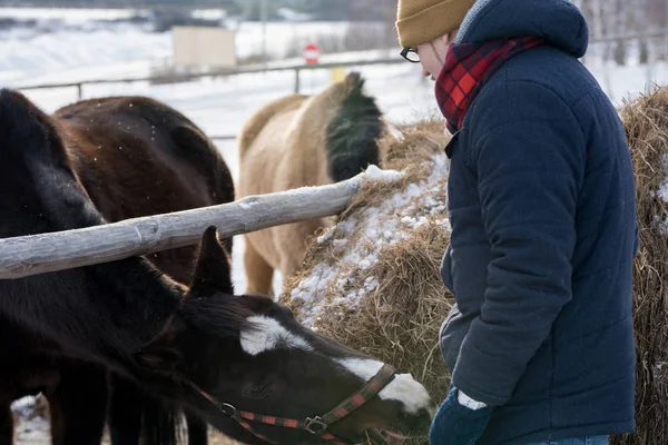 Vue Arrière Portrait Jeune Homme Moderne Nourrissant Cheval Debout Près — Photo