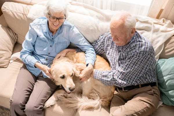 Porträt Eines Glücklichen Seniorehepaares Mit Hund Das Auf Der Couch — Stockfoto
