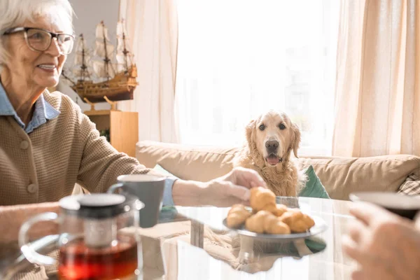 테이블에서 비스킷을 여자를 스러운 강아지의 초상화 — 스톡 사진