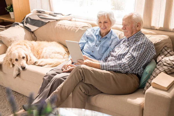 Ganzkörperporträt Moderner Senioren Mit Laptop Während Sie Mit Hund Auf — Stockfoto