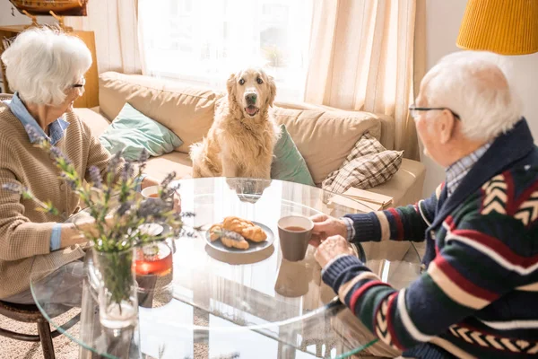 Portrait Senior Couple Having Lunch Table Adorable Dog Sitting Couch — Stock Photo, Image