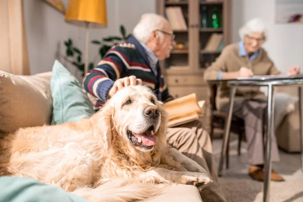 Portrait Adorable Golden Retriever Dog Sitting Couch Senior Couple Sunlit — Stock Photo, Image