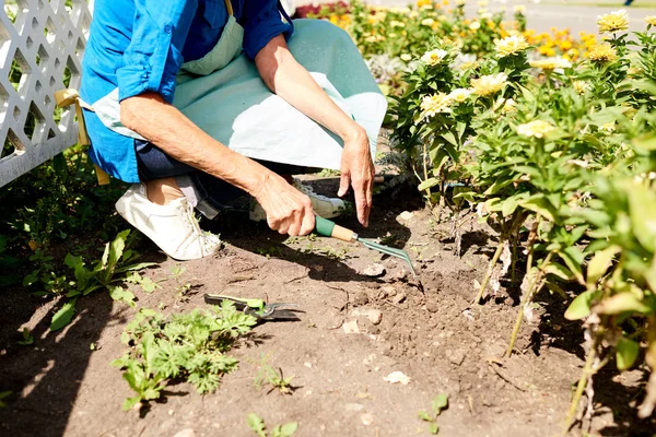 Tiro Colheita Mulher Sênior Irreconhecível Plantando Flores Jardim Livre Espaço — Fotografia de Stock