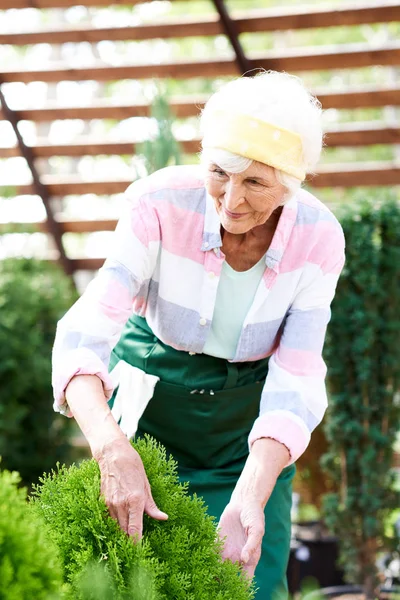 Ritratto Donna Anziana Felice Che Prende Cura Piante Alberi Giardino — Foto Stock
