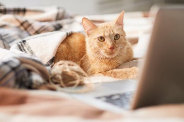 Dizüstü bilgisayar ile yatakta yatan rahat zencefil kedi Portresi, kopya alanı
