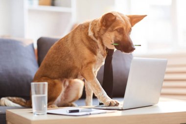 Tam uzunlukta portrit köpek masada oturma ve bilgisayar kullanarak kravat giyen, kopyalama alanı