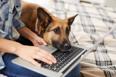 Özlem köpek portresi dizüstü bilgisayarda baş yatarken dikkat isteyen, kopya alanı