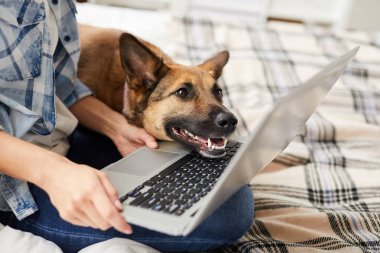Sahibi ile evcil hayvan mağazasında online alışveriş yaparken dizüstü ekrana bakarak heyecanlı köpek Portresi, kopya alanı
