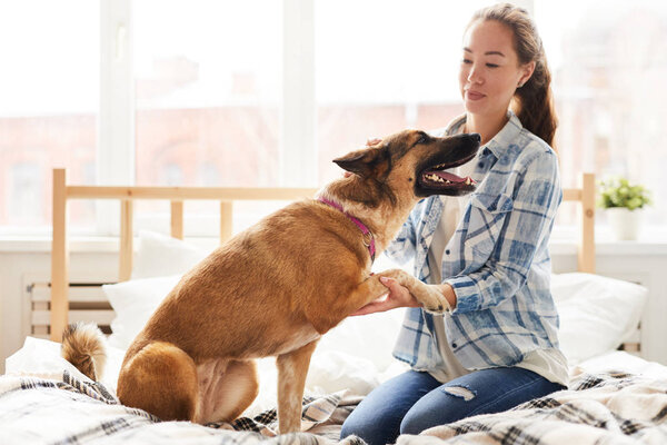 Full length portrait of big mixed-breed dog sitting on bed and giving paw to Asan woman in sunlight, copy space