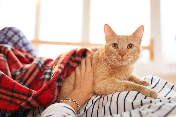 Portrait of gorgeous ginger cat lying on owners belly and looking at camera  relaxing together, copy space