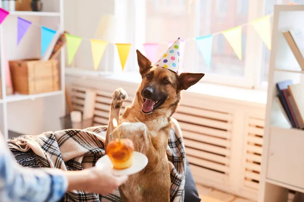 Porträt Einer Unkenntlichen Frau Die Hund Geburtstagstorte Schenkt Kopierraum — Stockfoto