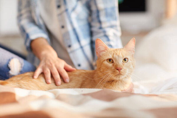 Warm toned portrait of unrecognizable woman stroking gorgeous ginder cat sitting on bed, copy space