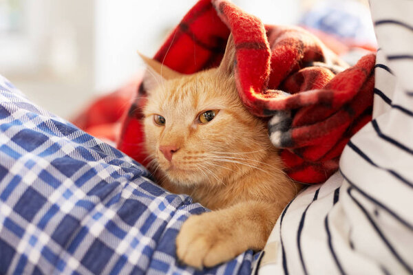 Portrait of gorgeous ginger cat wrapped in blanket lying in owners lap relaxing together, copy space