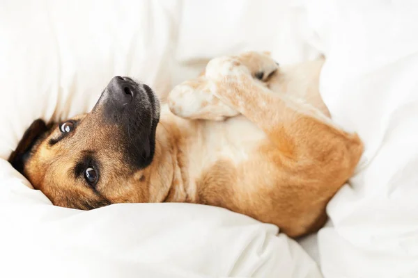 Πορτρέτο Του Ευτυχισμένο Σκυλί Που Βρίσκεται Στο Κρεβάτι Μαξιλάρια Και — Φωτογραφία Αρχείου