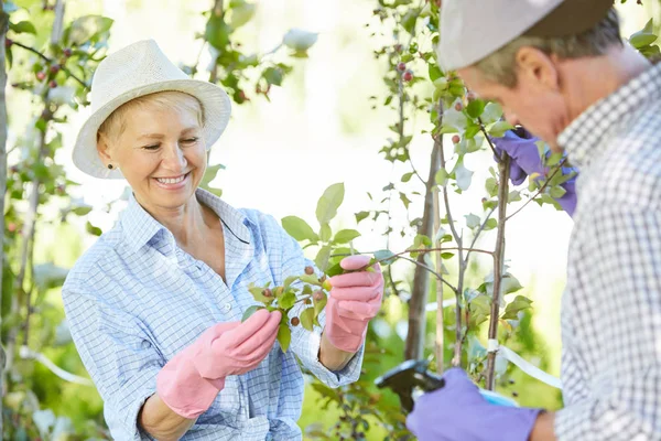 Cintura Até Retrato Mulher Sênior Sorrindo Inspecionando Plantas Enquanto Jardinando — Fotografia de Stock