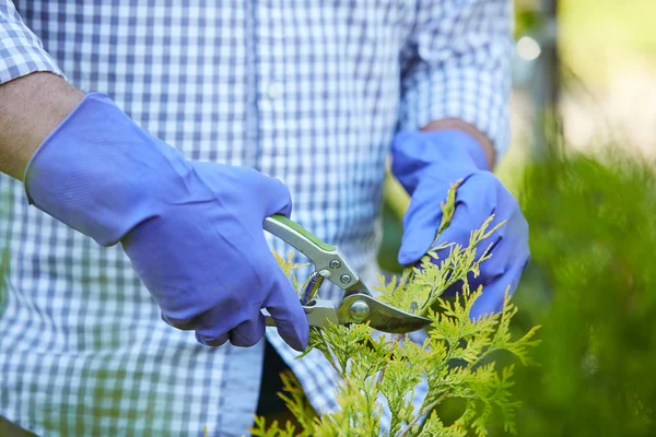 Close Homem Irreconhecível Usando Luvas Corte Arbustos Enquanto Jardinagem Livre — Fotografia de Stock