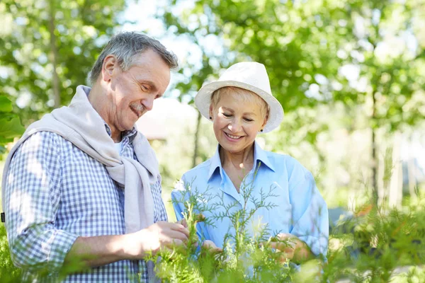 Portrait Heureux Couple Personnes Âgées Examinant Des Arbustes Dans Jardin — Photo