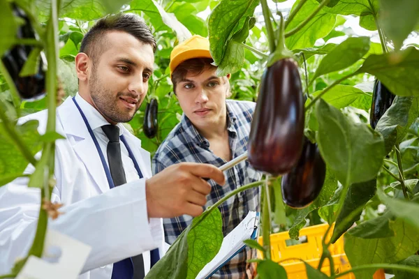 Skilled agronomist and farmer discussing aubergine growth while examining plant together