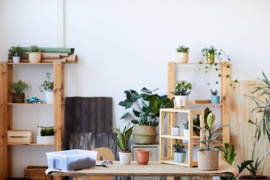 Saksı bitkileri ve toprağı olan ahşap masanın arkaplan resmi, ev bahçesi konsepti, kopyalama alanı