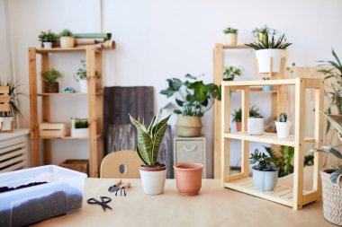 Saksı bitkileri ve toprak kaplamaya hazır ahşap masa arkaplan resmi, ev bahçe konsepti, kopyalama alanı