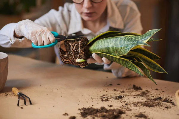 屋内で家庭菜園を楽しんでいる間 Dracaenaヘビの植物の世話をしている若い女性のクローズアップ コピースペース — ストック写真
