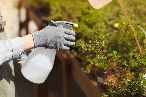 Close Irreconhecível Jovem Mulher Pulverizando Plantas Enquanto Desfruta Trabalho Jardim — Fotografia de Stock