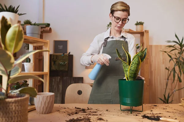 観葉植物を屋内でケアしながら 若い女性の散水Dracaenaのウエストアップ肖像画 スペースをコピー — ストック写真