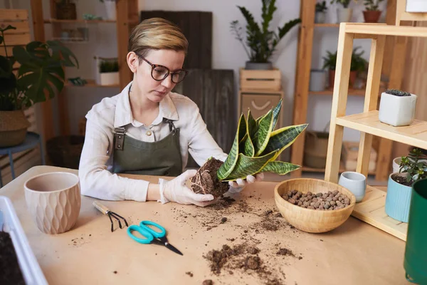 家庭菜園を屋内で楽しみながらドラセナヘビの植物を植える現代の若い女性の肖像画 コピースペース — ストック写真