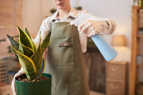 现代女子在室内照料室内植物时浇灌水蚤的剪影 复制空间 — 图库照片