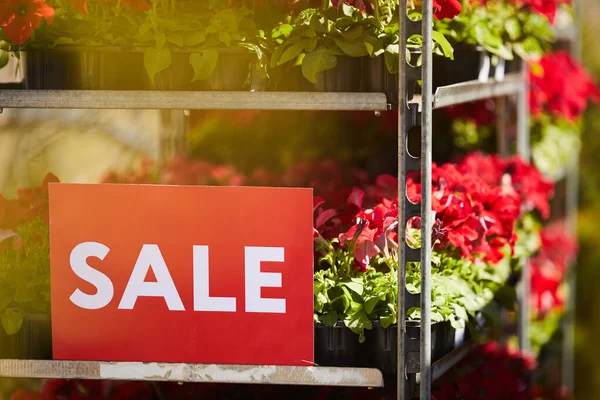 Bakgrunnsbilde Potteblomster Stablet Hyller Plantasjen Med Rødt Sale Skilt Kopiplass – stockfoto