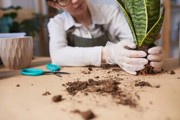 Primer Plano Las Plantas Jóvenes Del Encapsulamiento Mujer Mientras Que — Foto de Stock