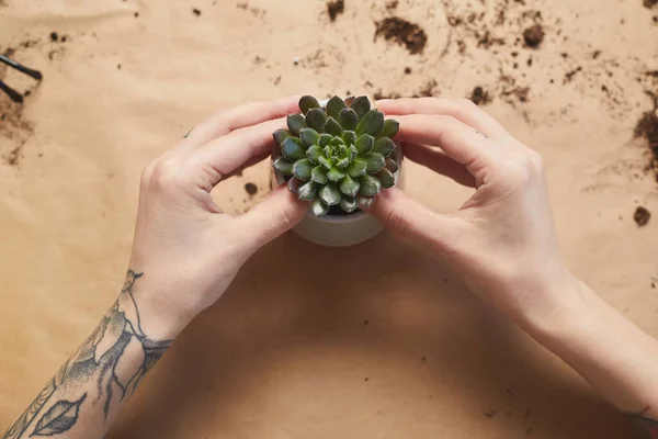 View Close Tattooed Female Hands Potting Succulents While Caring Houseplants — Stock Photo, Image