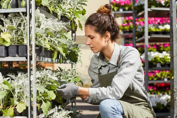 Retrato Vista Lateral Una Joven Trabajadora Cuidando Flores Plantas Invernadero — Foto de Stock
