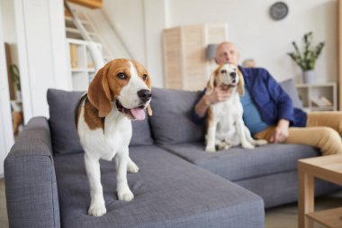 Kanepede oturan ve arka plandaki yaşlı adamla kameraya bakan sevimli av köpeğinin tam boy portresi.