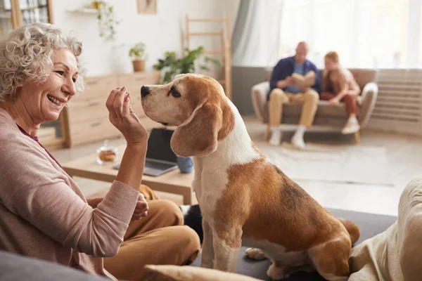 Warm Toned Side View Portrait Cheerful Senior Woman Playing Dog — Stock Photo, Image