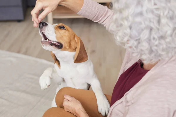 High Angle Portrait Unrecognizable Senior Woman Enjoying Play Beagle Dog — Stock Photo, Image