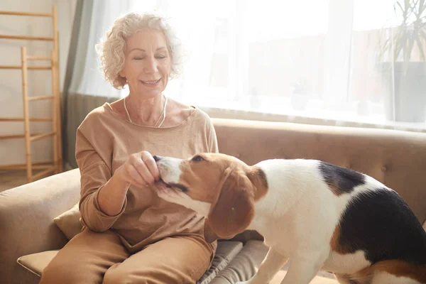 安安静静的家庭场景中 一位老妇人坐在舒适的家室内沙发上与狗玩耍的温暖而柔和的肖像 — 图库照片