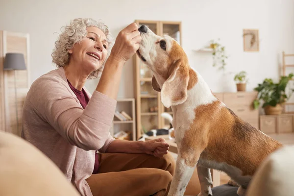 Evde birlikte vakit geçirirken köpekle oynayan ve ikramda bulunan neşeli yaşlı kadının sıcak tonlu portresi.