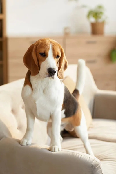 Retrato Vertical Tonificado Cálido Lindo Perro Beagle Pie Sofá Acogedor —  Fotos de Stock