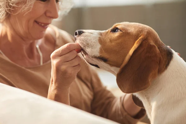 Primo Piano Della Donna Anziana Sorridente Che Gioca Con Cane — Foto Stock