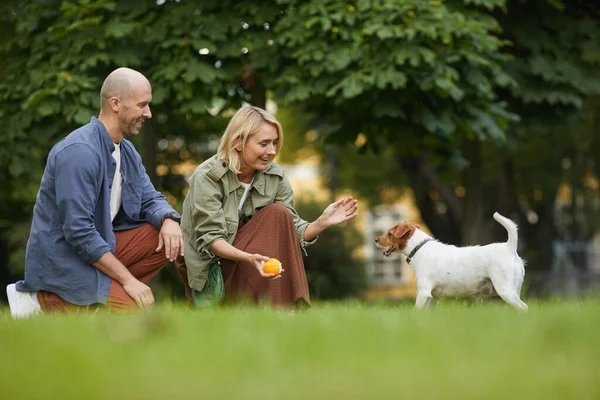 成人情侣在公园与狗狗玩耍的侧景肖像 聚焦在微笑的女子向杰克 泰里尔举球 复制空间 — 图库照片
