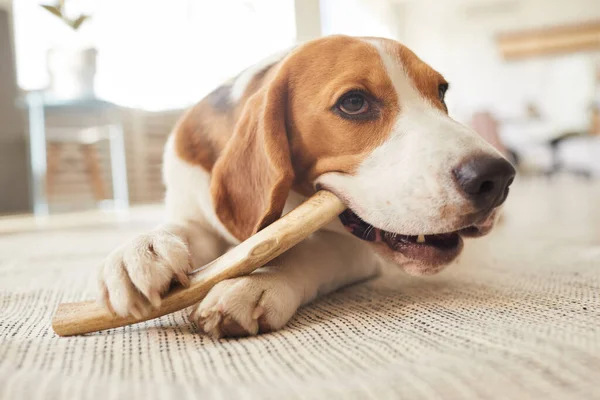 Sevimli Köpeğinin Sıcak Tonlu Portresi Içinde Yerde Yatarken Oyuncakları Tatlıları — Stok fotoğraf