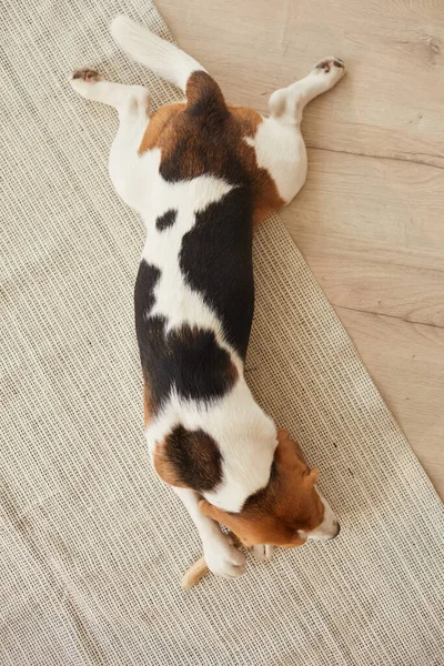 Widok Góry Cute Beagle Pies Żucie Smakołyków Zabawek Leżąc Drewnianej — Zdjęcie stockowe