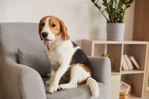 Caliente Tonificado Retrato Longitud Completa Perro Beagle Tricolor Sentado Cómodo —  Fotos de Stock