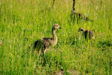 Genç vahşi kaz yüksek çim.