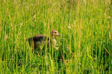 Genç vahşi kaz yüksek çim.