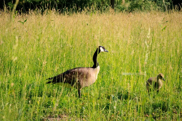 Wild geese with offspring in the sunlit high grass.
