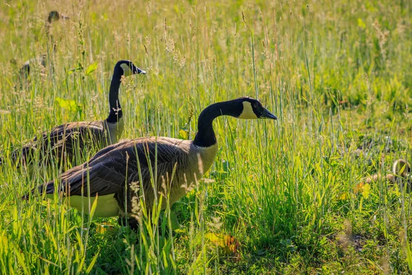 Wild geese in the tall grass.